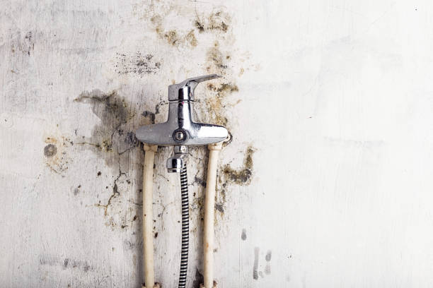 Best Professional Mold Removal  in Emerald Bay, TX