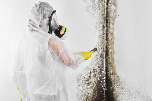 Crawl Space Mold Removal in Emerald Bay, TX