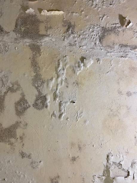 Mold Testing and Removal in Emerald Bay, TX