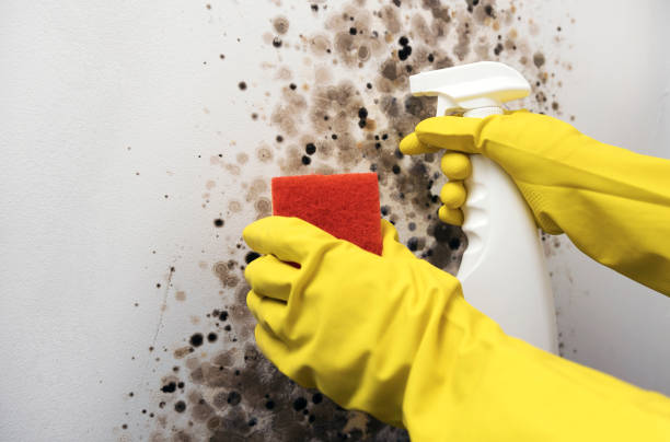 Best Home Mold Removal  in Emerald Bay, TX