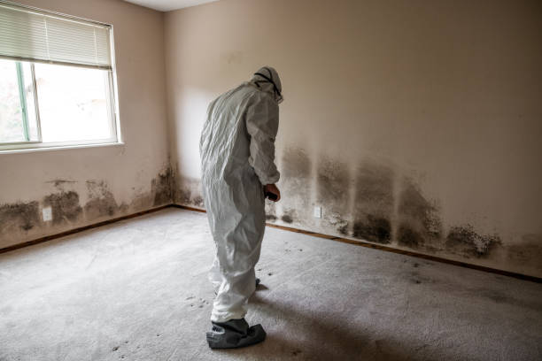 Best Fast Mold Removal  in Emerald Bay, TX