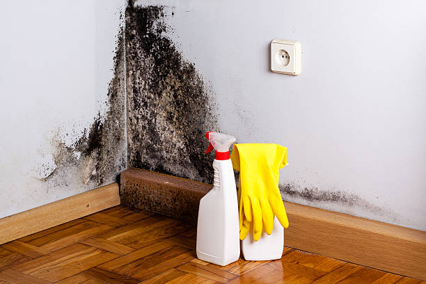 Best Emergency Mold Removal  in Emerald Bay, TX