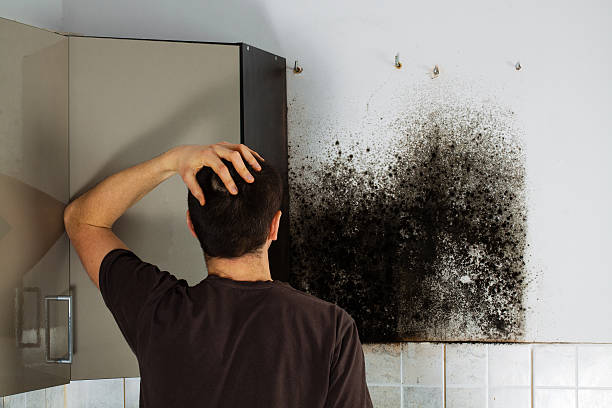 Best Same-Day Mold Removal  in Emerald Bay, TX