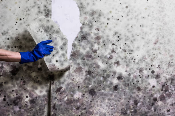 Best Residential Mold Removal  in Emerald Bay, TX