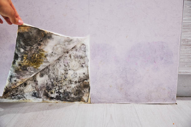 Best Commercial Mold Removal  in Emerald Bay, TX